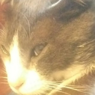 CandeLachistosaxd avatar