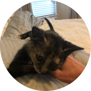 over_ride_live avatar