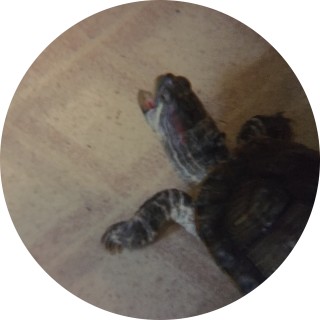 Turdle_Memes avatar