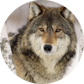 DestroyerAkaLJ avatar