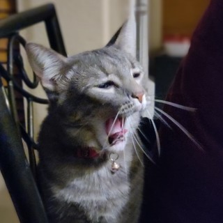 memes_hate_me avatar