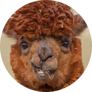 shittymemerrr avatar