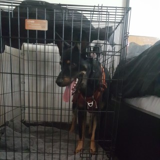 pooperscooper2 avatar