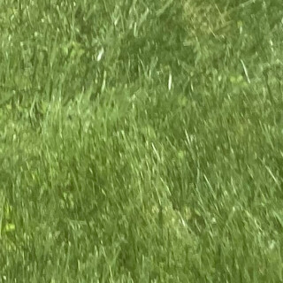 grovestreetfamilies avatar