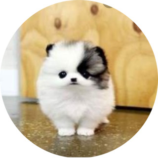 mimi_mehmeh_memes avatar