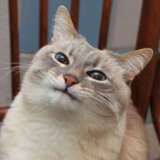 PandaStrike420 avatar