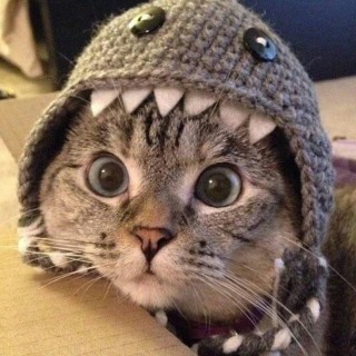 AnonymousCats avatar