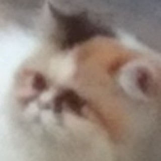 Bluekittymeme avatar