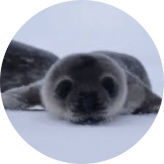 shadowcupcakesowo avatar