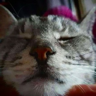 Thememe._.Bananutka123 avatar