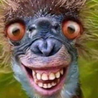 Takingwolf20487 avatar