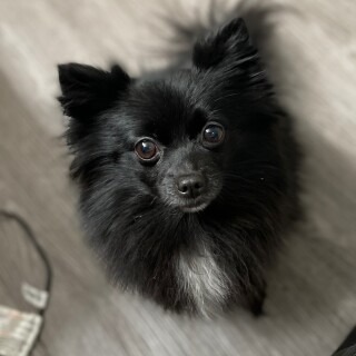 Doody_as_caca avatar