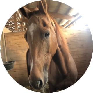 savthecarebear avatar