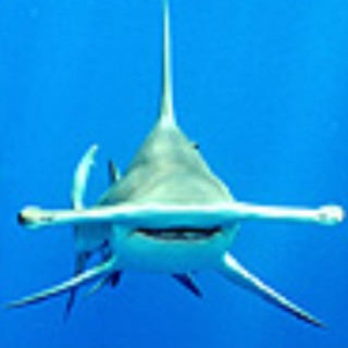 Lifeisweirdsometimes avatar