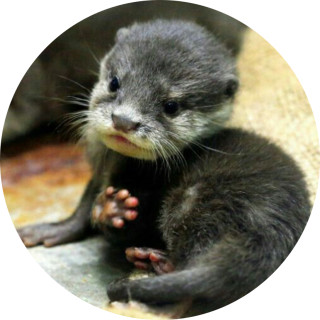 cara_softball_09 avatar