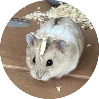 Sophia_loves_memes avatar