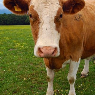 you_see_me_before avatar