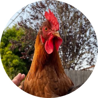 Griffin_Chicken avatar