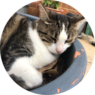 constant_goose_101 avatar