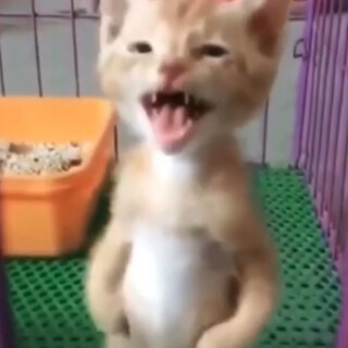 Mike_The_Cat_E avatar