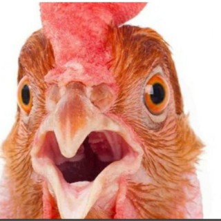 crazytank1010 avatar