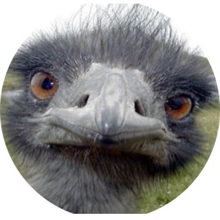 therealmemesalad_ avatar