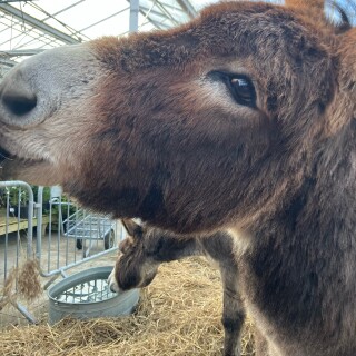 i_love_christmas avatar