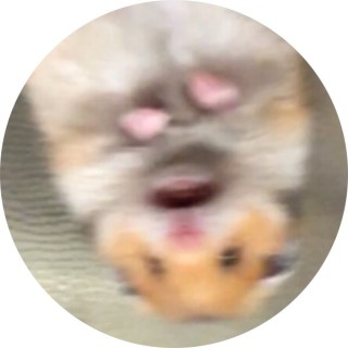 Harry_Hampster avatar