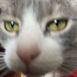 Zombified_turkey avatar