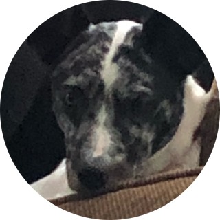 crazynormalbish22 avatar