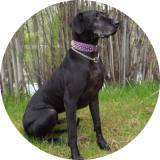 puppies_for_life avatar