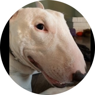 random_meme_in_quarantine avatar