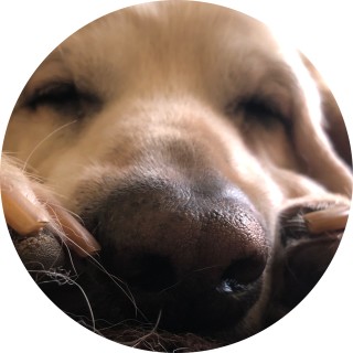 jonnys_memes_yespapa avatar