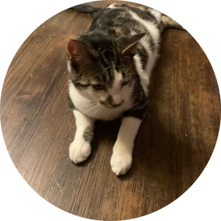 absolutememes avatar