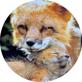 thememeking_01 avatar