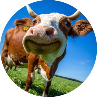 Lexi_cloudybear avatar