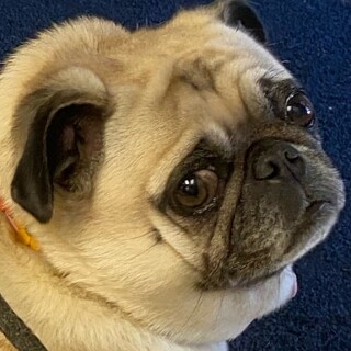 Harrison_Luvs_Pugs avatar