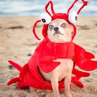 angypepegoreee avatar