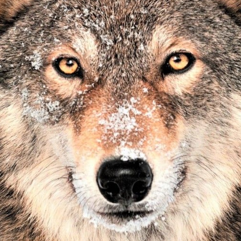 Imgettingbilliedplzhelp avatar