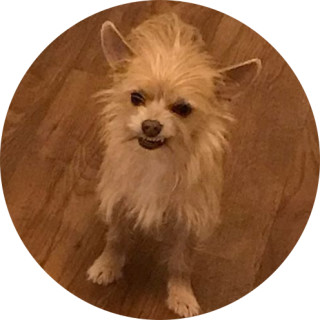 lilkittenstomper avatar