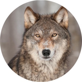 TheWolfAlpha avatar