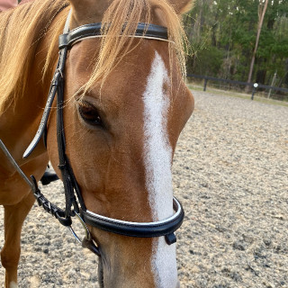 tessloveshorses avatar