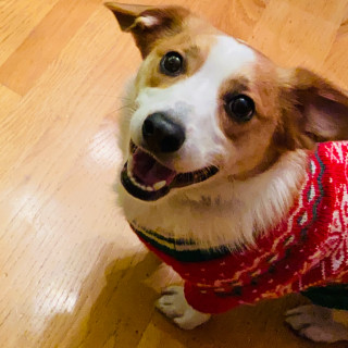 butterthepuppie
