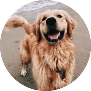 kaitlyn_pups_30 avatar