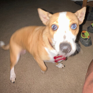 wartybowser21 avatar