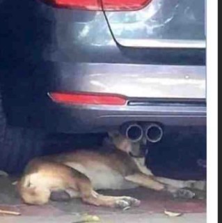 CloneTrooperSO1 avatar