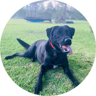 I_love_my_puppy avatar