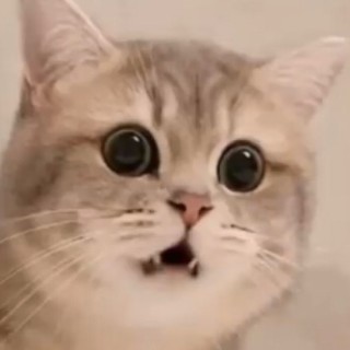 what_the_cat_doing avatar