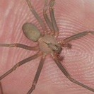 FurryEradicator avatar