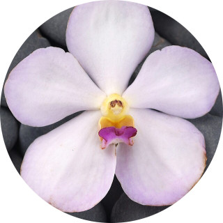 roses_are_red avatar